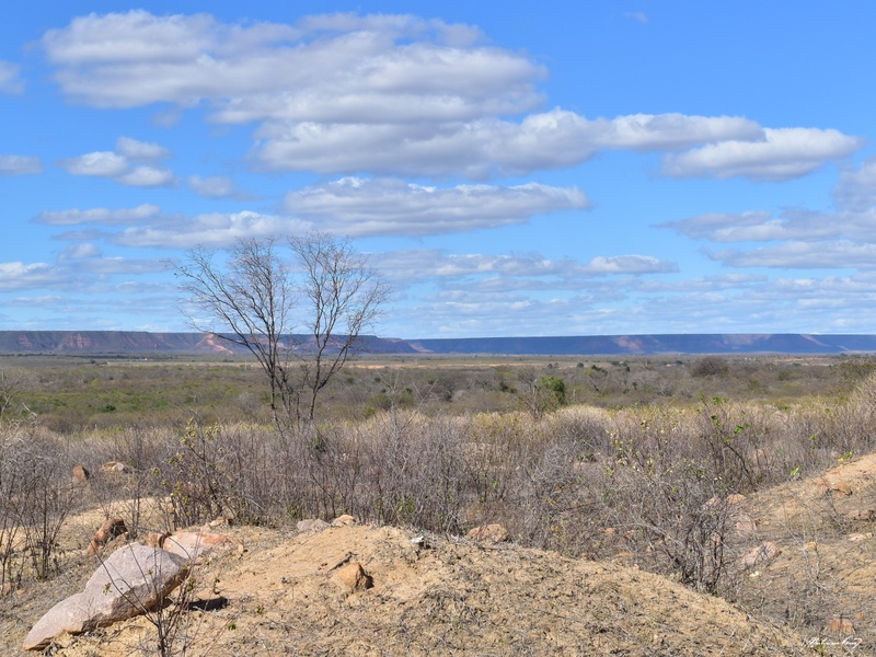 Estado de Alagoas decreta situação de emergência em 38 municípios devido à seca