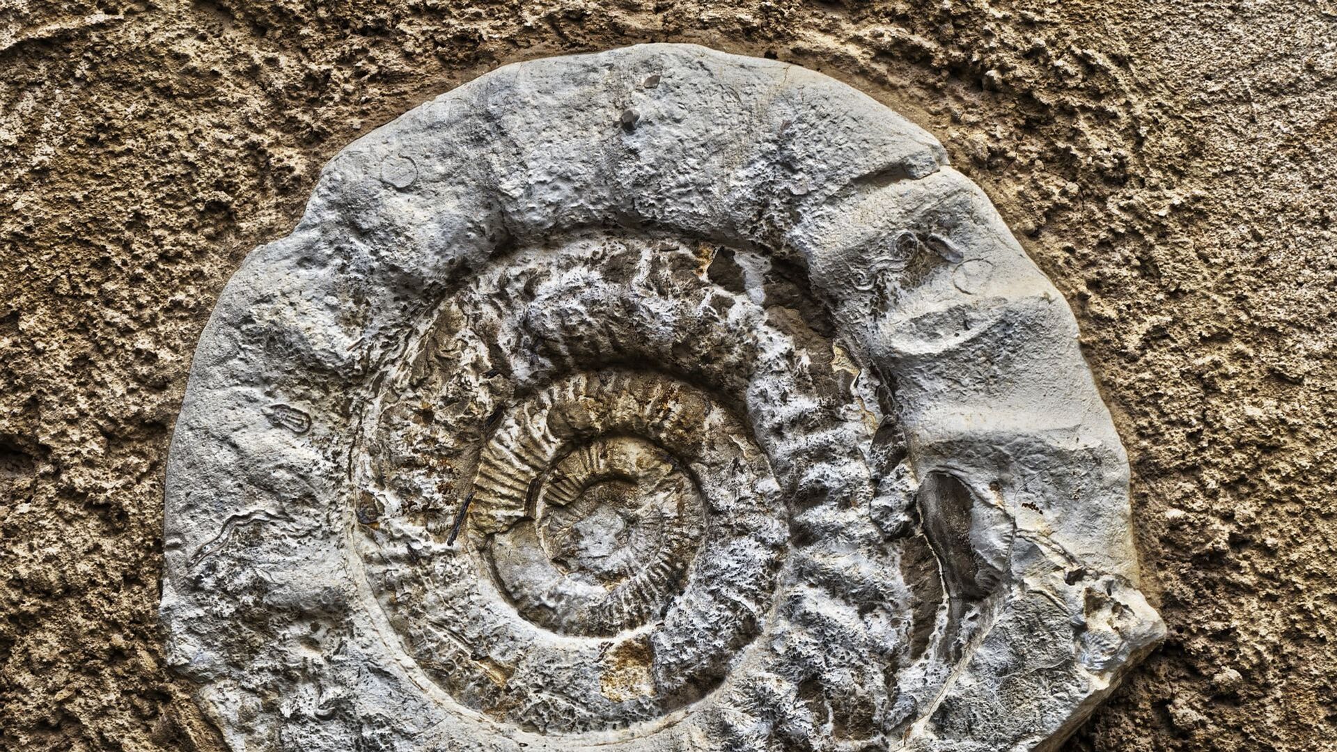 Fósseis raros de 340 milhões de anos são encontrados em muro de pedra