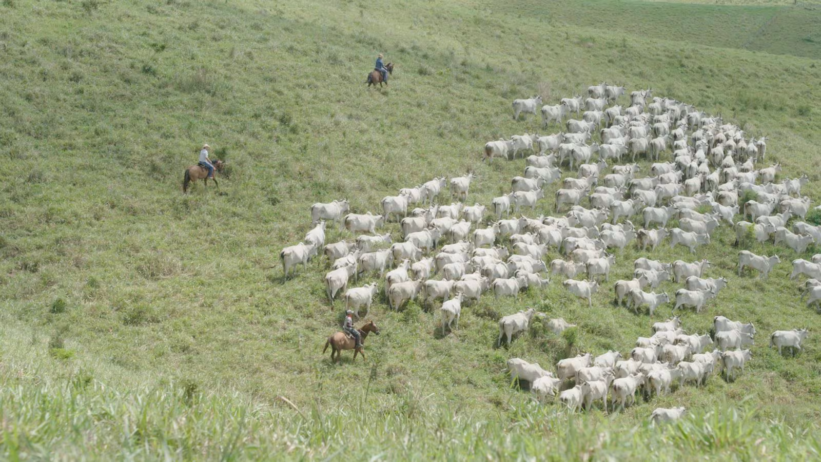 Fazenda Recanto completa 200 anos de história como referência em Alagoas