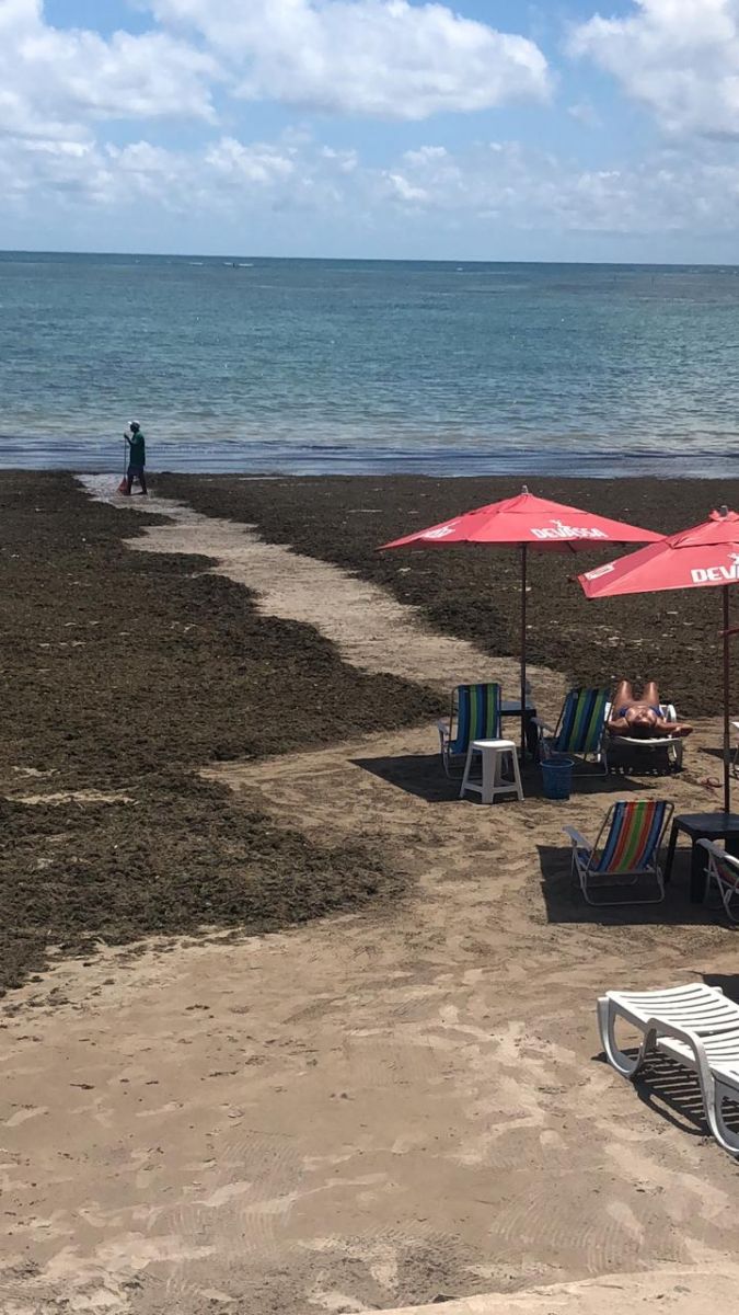 IMA/AL volta a notificar prefeitura de Maceió para retirar sargaço da praia