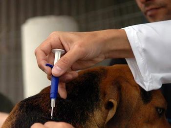 Chipagem atende mais de 200 animais do Pinheiro, Bebedouro e Mutange