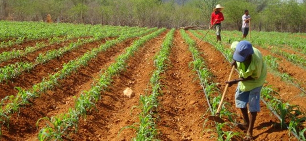 Fecoep vai aprovar recursos para o programa de sementes