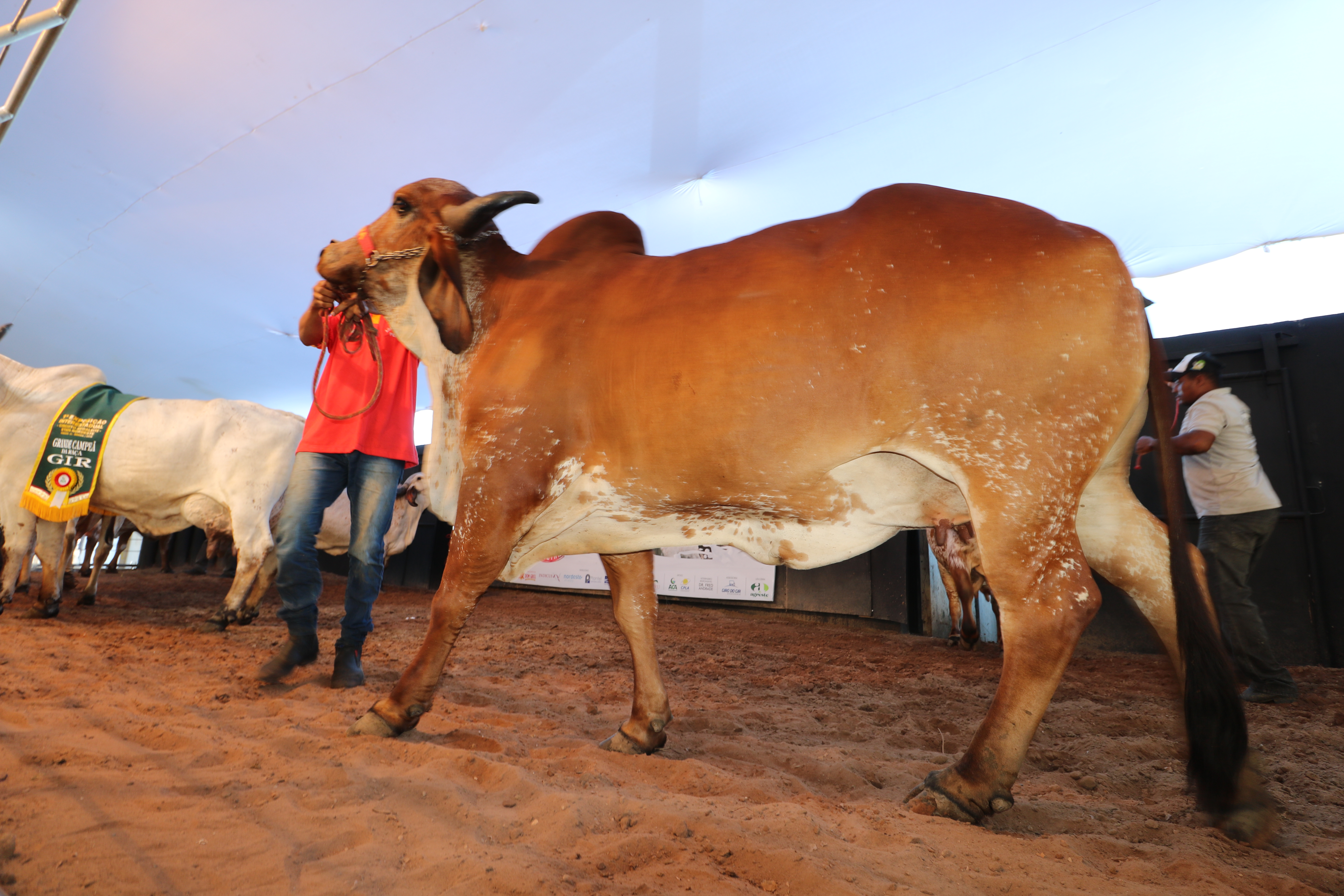 4º Genética de Berço terá facilidades no parcelamento de compras