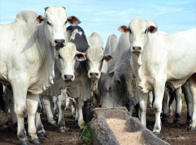 Mercado do boi gordo com alterações pontuais nos preços