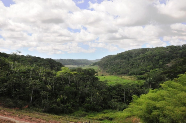 AL é o 2º estado que menos desmata Mata Atlântica no País