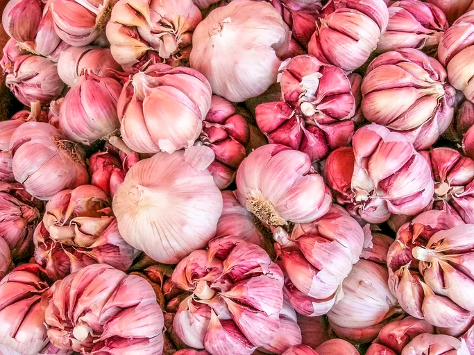 Alho estrangeiro ameaça produção nacional e preocupa setor