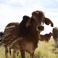 O que pensam entidades sobre o bloqueio de carne para a China