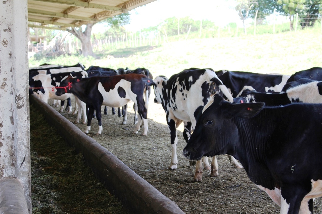 Pindorama investe na pecuária para a produção de leite