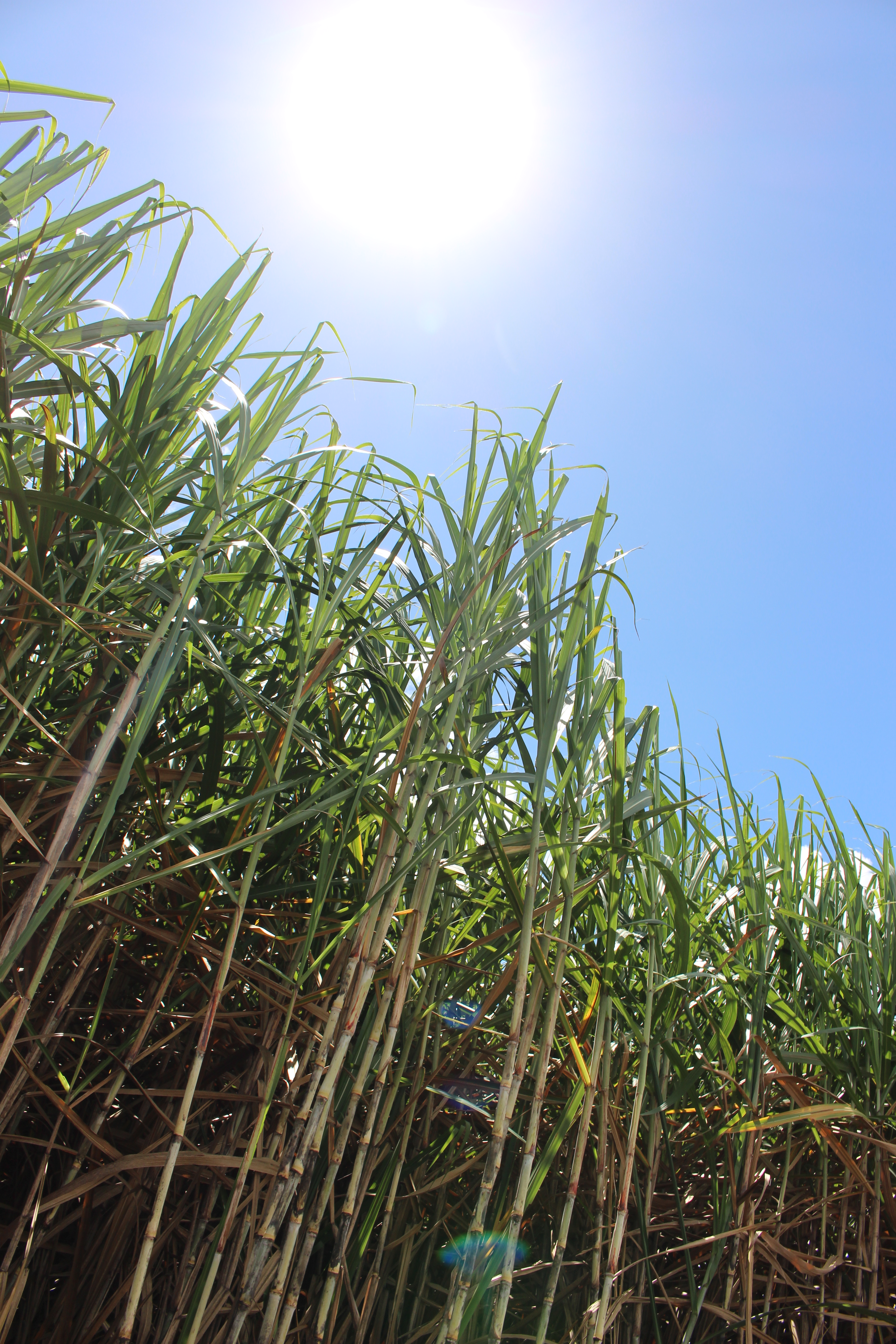 Variedades de cana RB ocupam sete milhões de hectares no Brasil