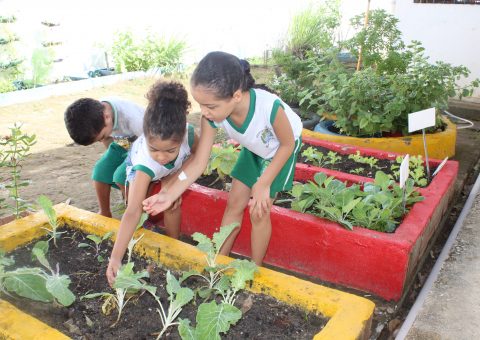 Horta escolar muda hábito alimentar de alunos da rede pública
