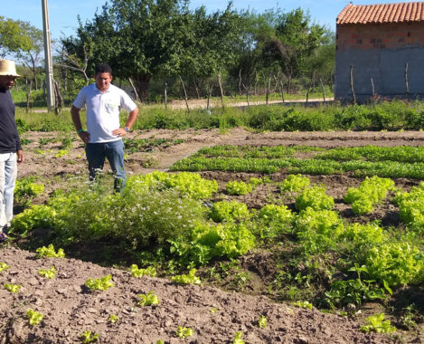 Assistência técnica garante diversificação de culturas aos produtores do Canal do Sertão