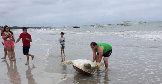 Tartaruga é encontrada em praia de Maragogi