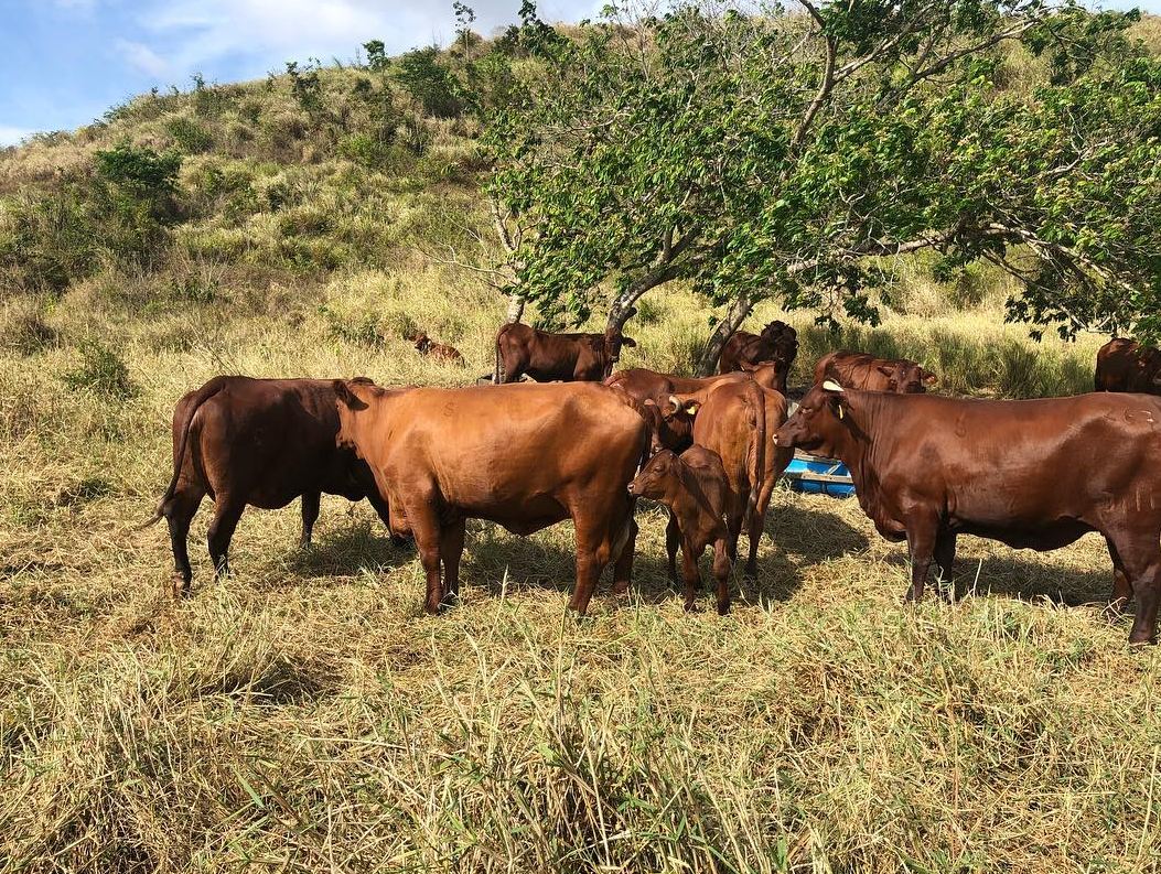 Gado Santa Gertrudis está confirmado na 69ª Expoagro/AL