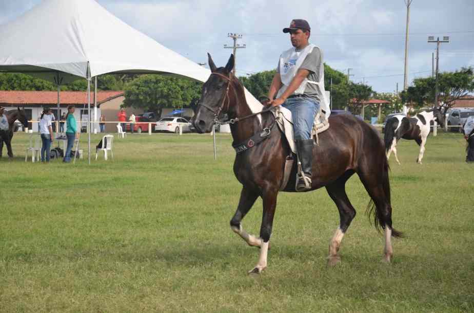 Mangalarga e Campolina farão shopping na Expoagro 2019