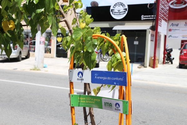 Projeto Algás Calçada Verde arboriza 13 bairros de Maceió em 2019