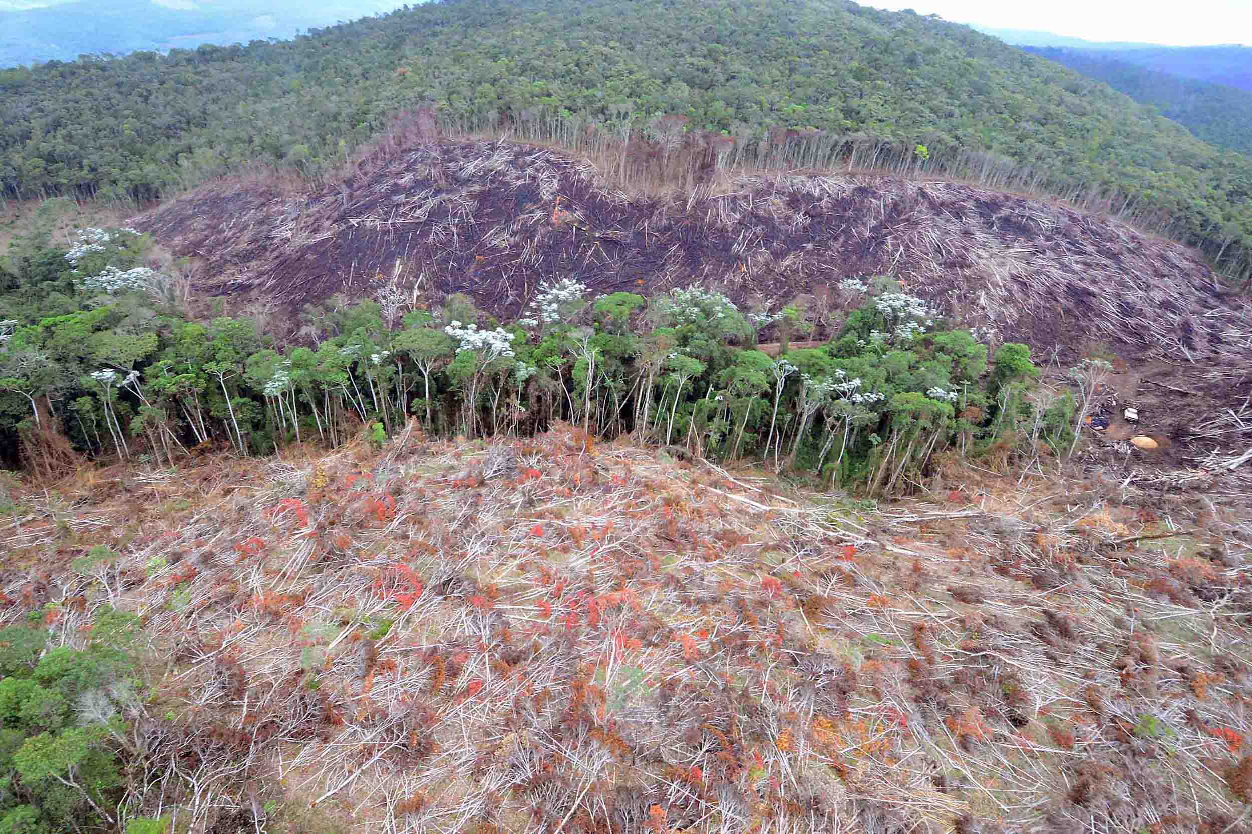 Desmate da mata atlântica é autorizado por presidente do Ibama