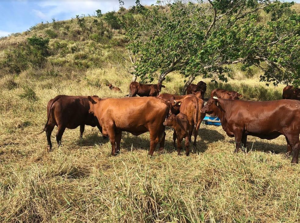 Fazenda Mangabeira promove terceiro Leilão 3 Histórias