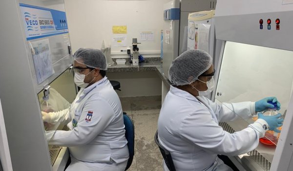 Pesquisadores da Ufal investigam antiviral contra o vírus Chikungunya