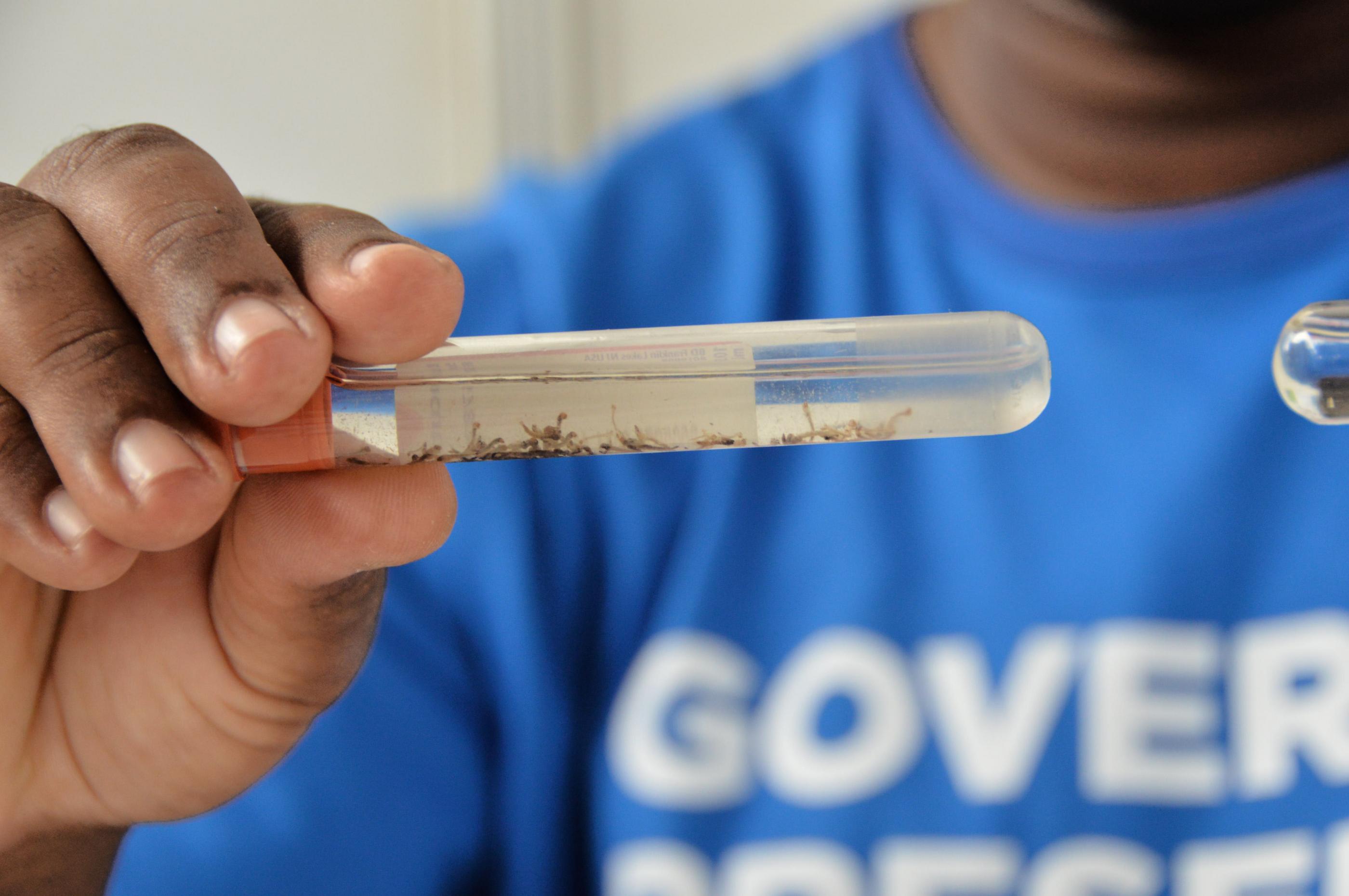 Ministério da Saúde aponta queda de 58% nos casos de dengue em Alagoas