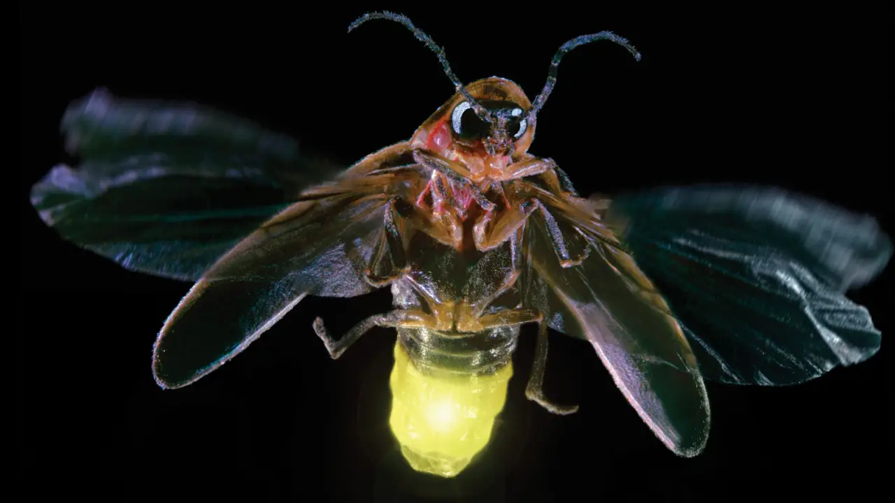 Cientistas alertam para risco de extinção dos vaga-lumes; entenda principais causas