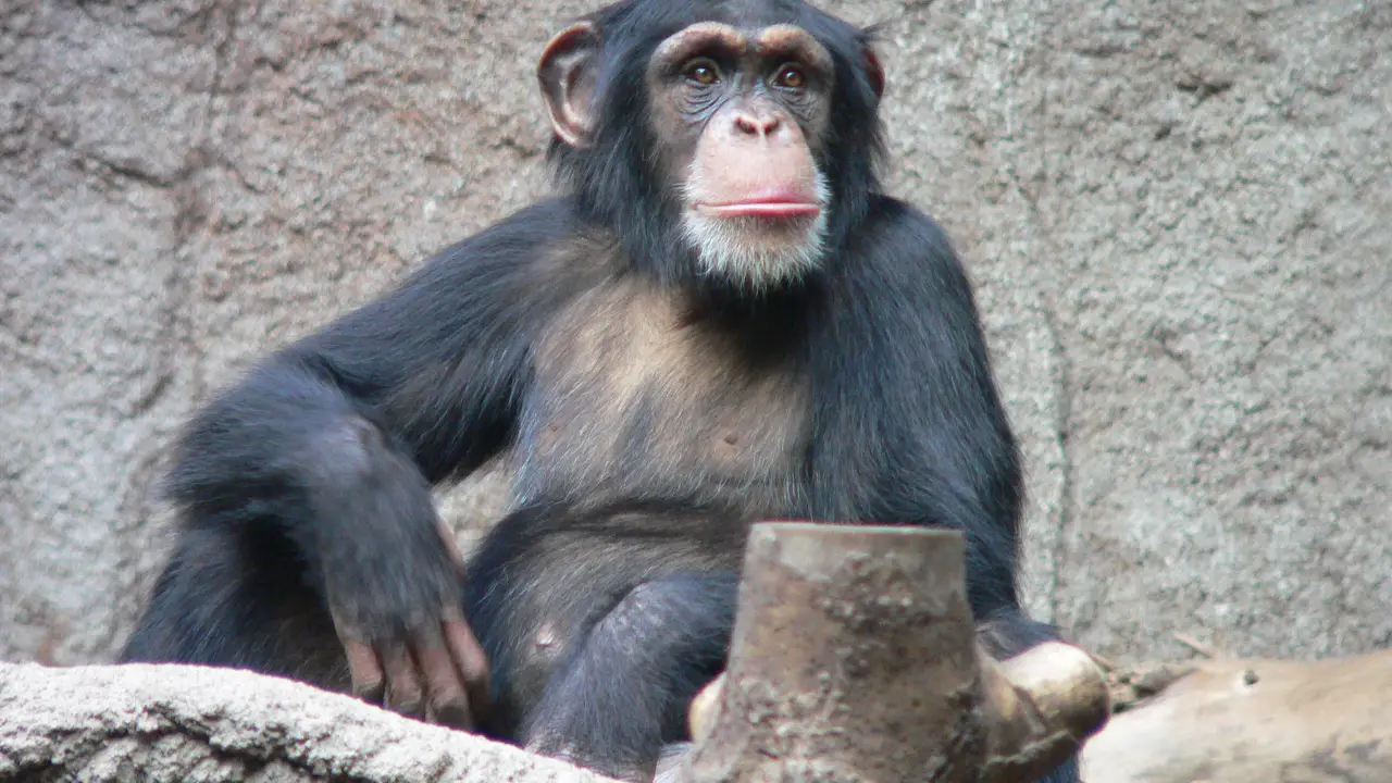 Estudo aponta habilidade geométrica em macacos semelhante a de crianças