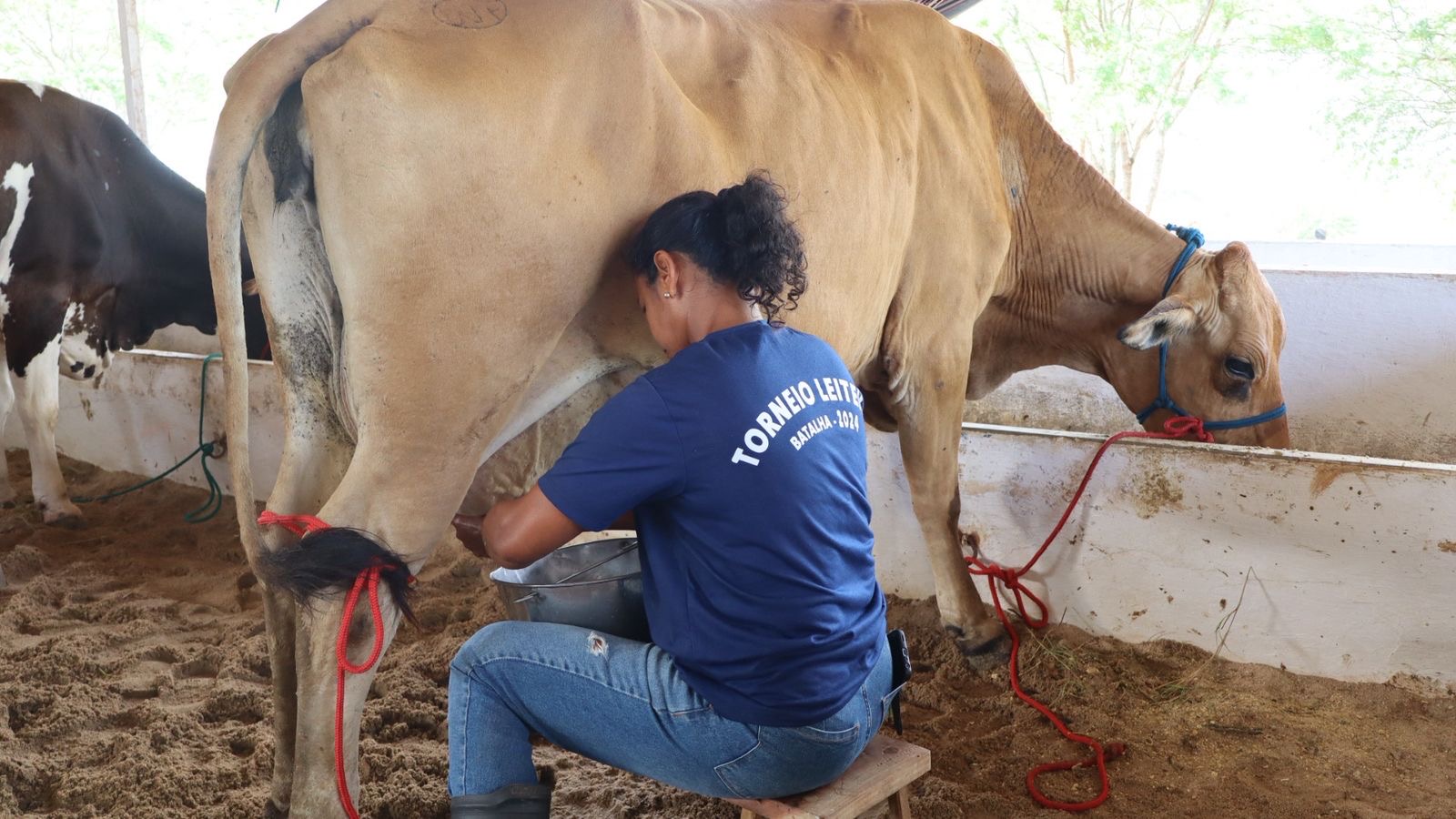 Genética da agricultura familiar mostra potencial no torneio leiteiro da Expo Bacia