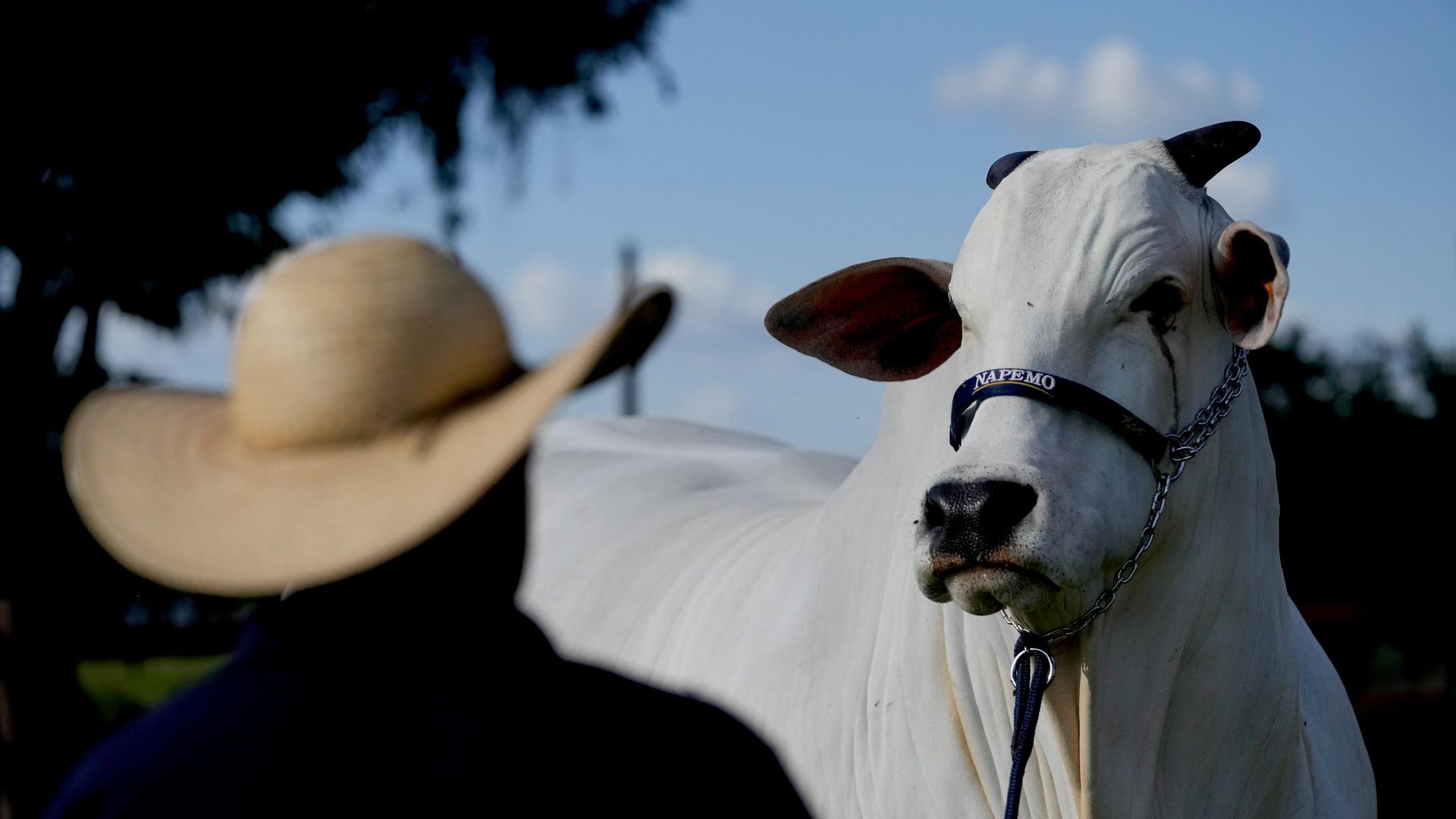 Medidas da União Europeia contra carne brasileira reacendem impasse em acordo