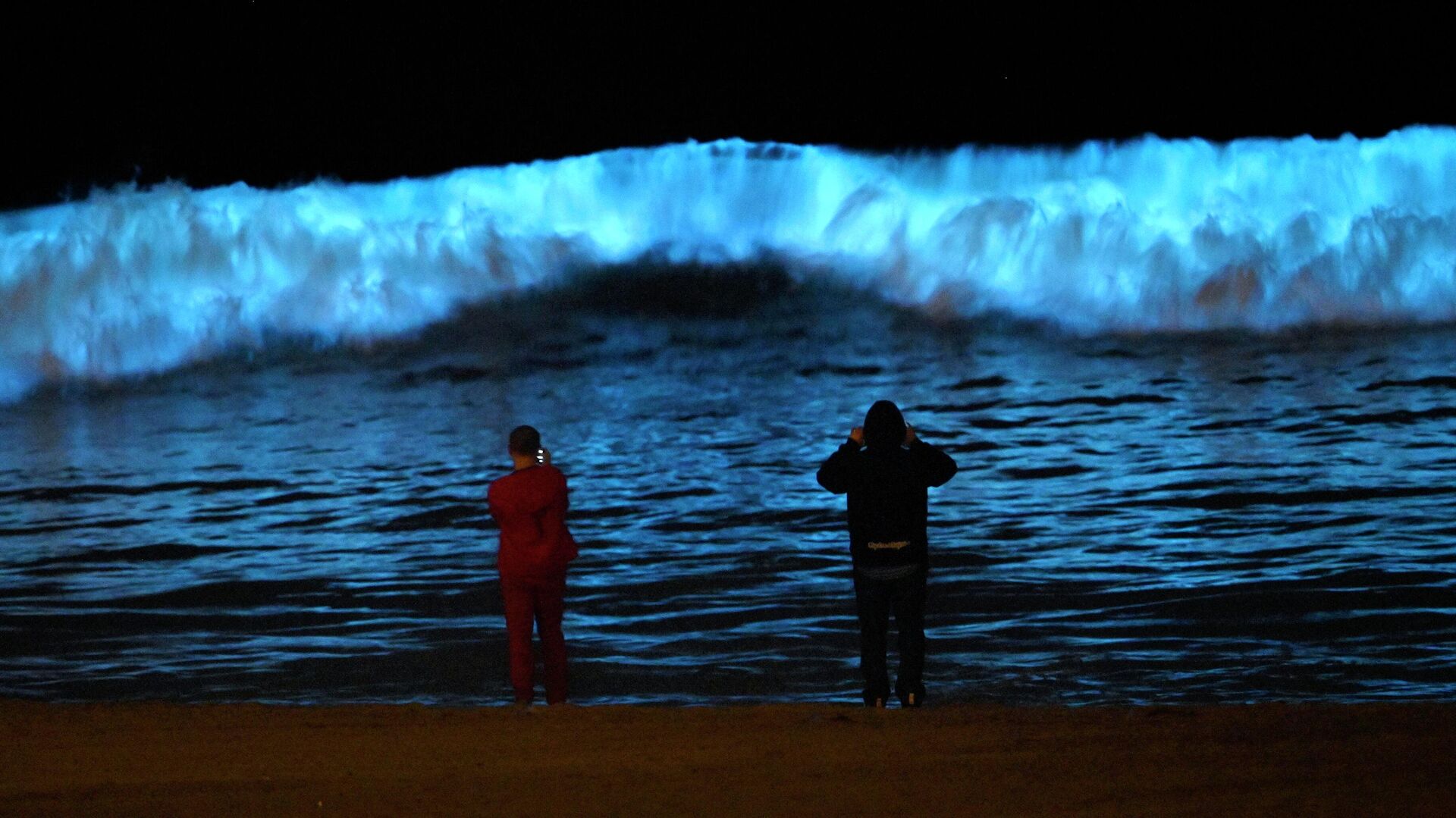 Pesquisadores conseguem prolongar brilho de alga bioluminescente