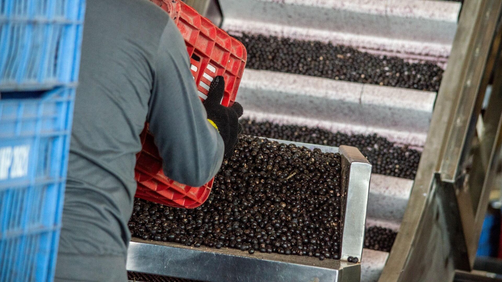 'Suicídio ecológico': mudanças climáticas alteram mapa agrícola mundial