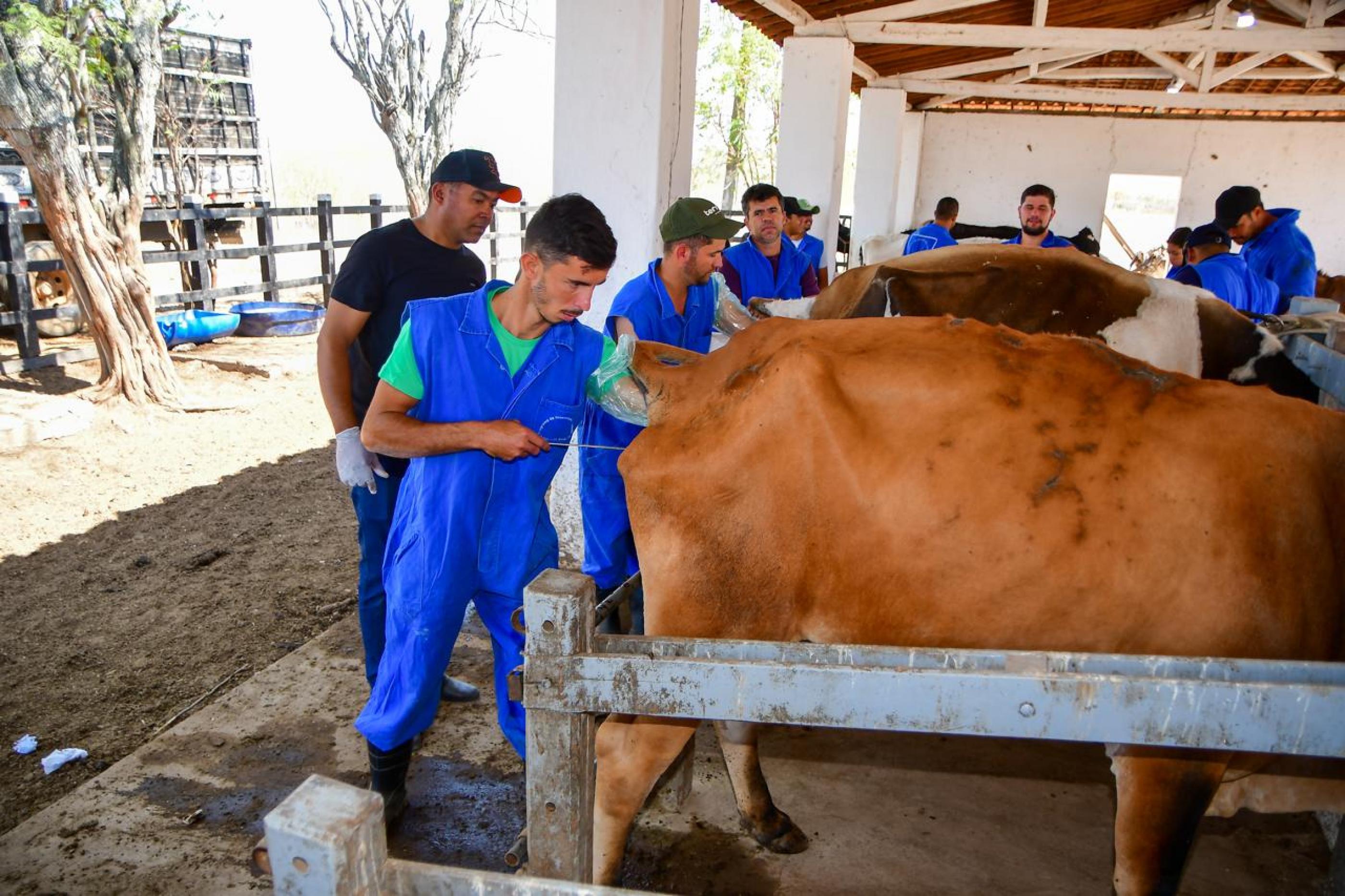 Curso de inseminação artifical busca ampliar a produtividade leiteira em Alagoas