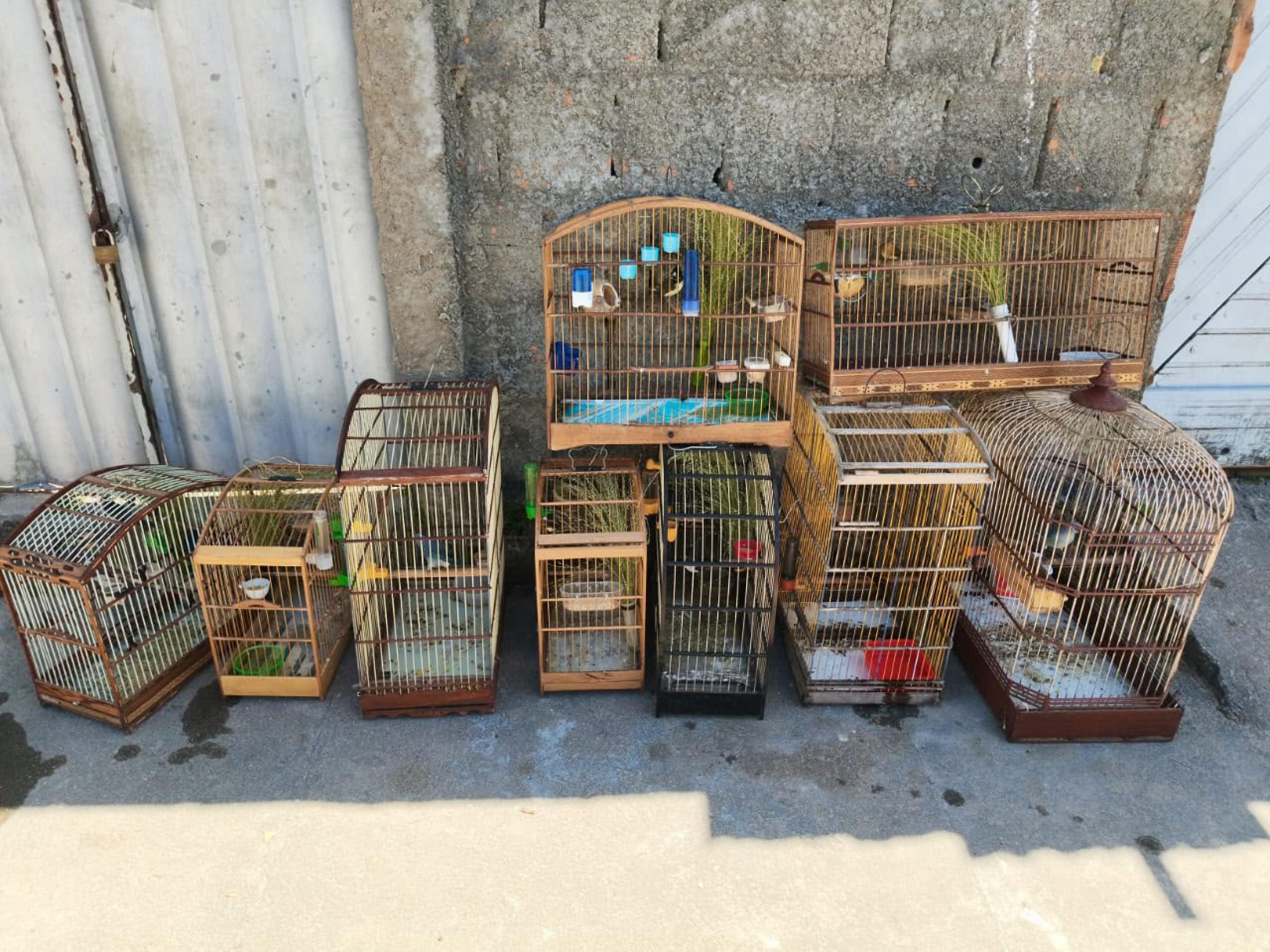 Polícia Militar resgata mais de 100 aves silvestres em operação no Litoral Sul