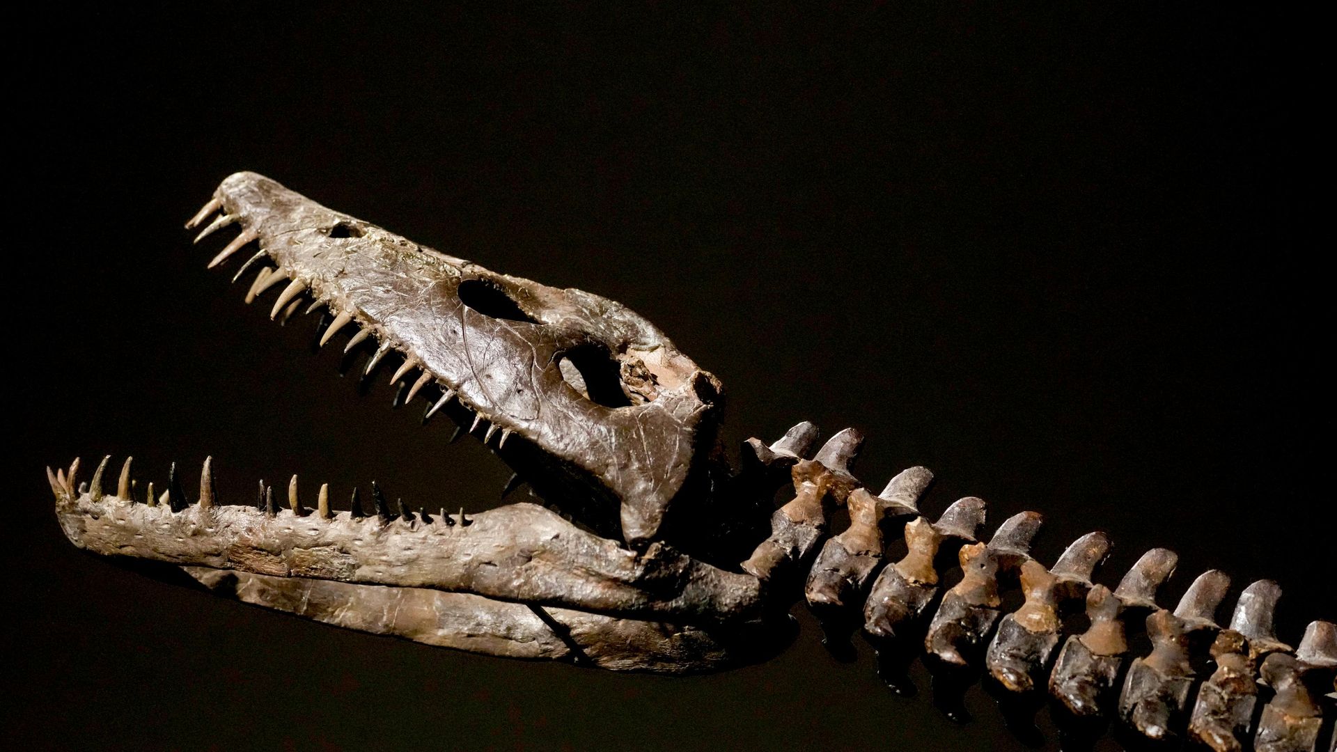 Vômito fossilizado revela segredo da digestão dos plesiossauros