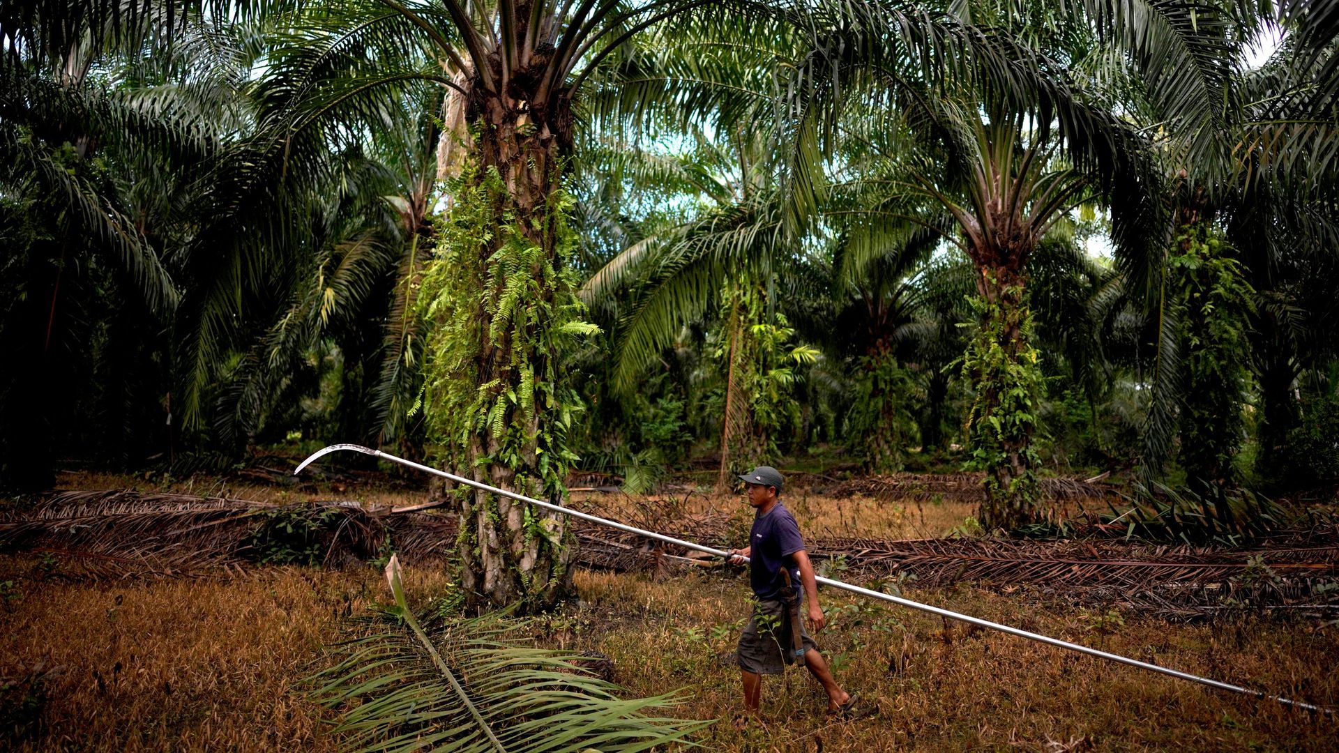 Bloqueio do Estreito de Ormuz pode comprometer produção global de alimentos