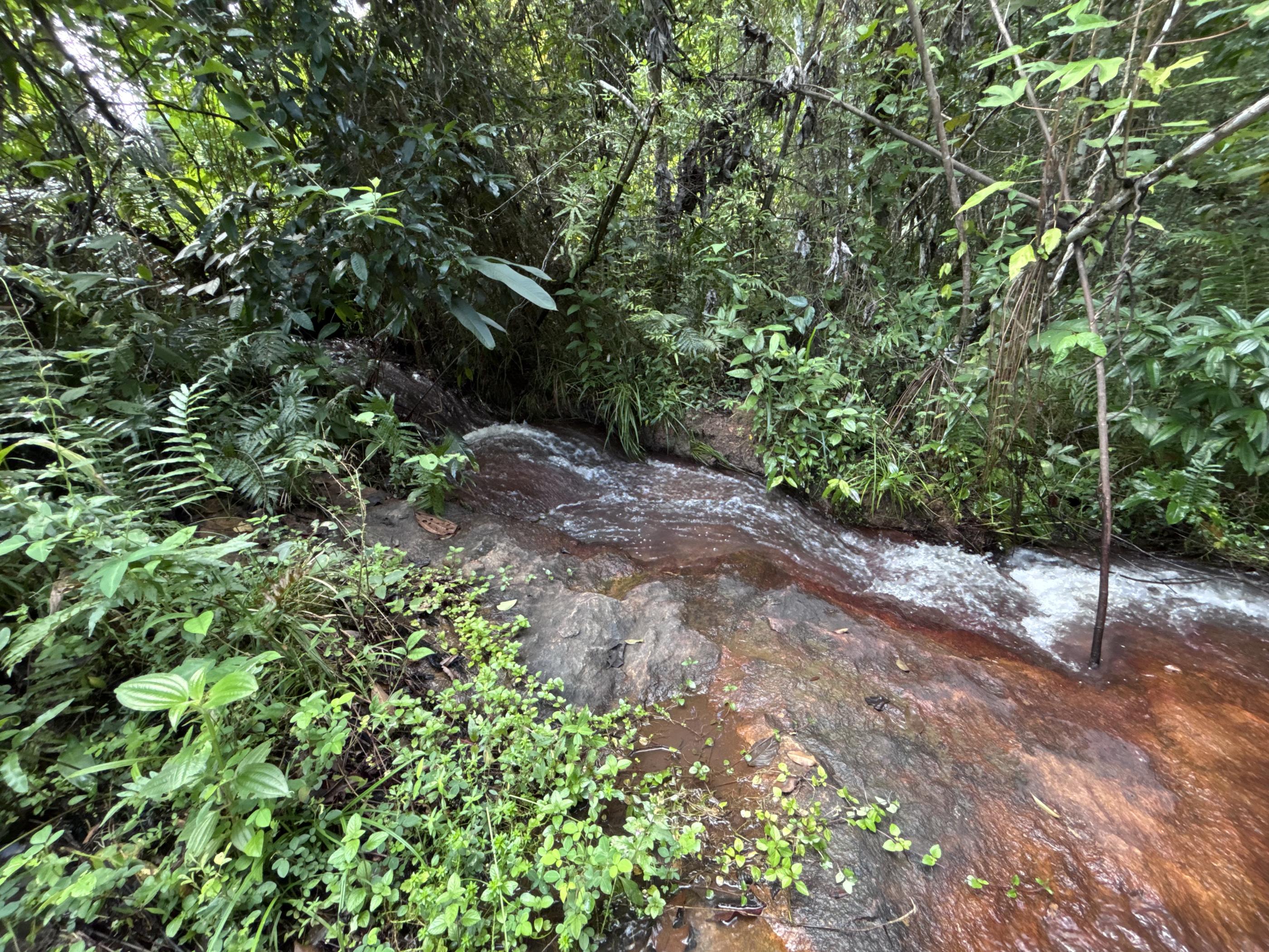 Rota do Cacau fortalece ecoturismo em Matriz de Camaragibe