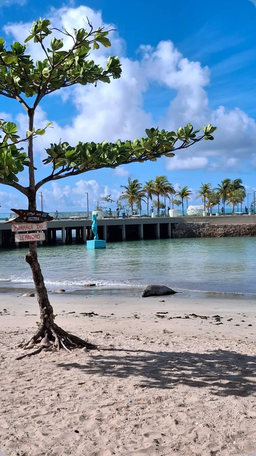 VÍDEO: elefante-marinho surpreende e aparece na Ponta Verde, em Maceió