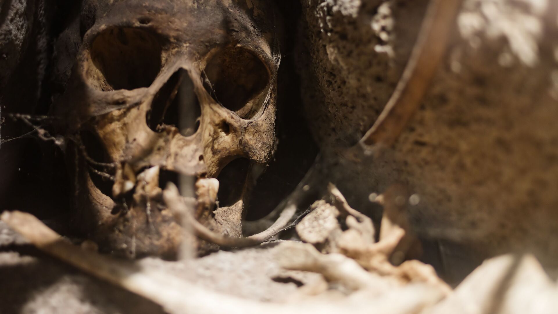 Nova análise confirma que 'il Principe' foi vítima de ataque de urso