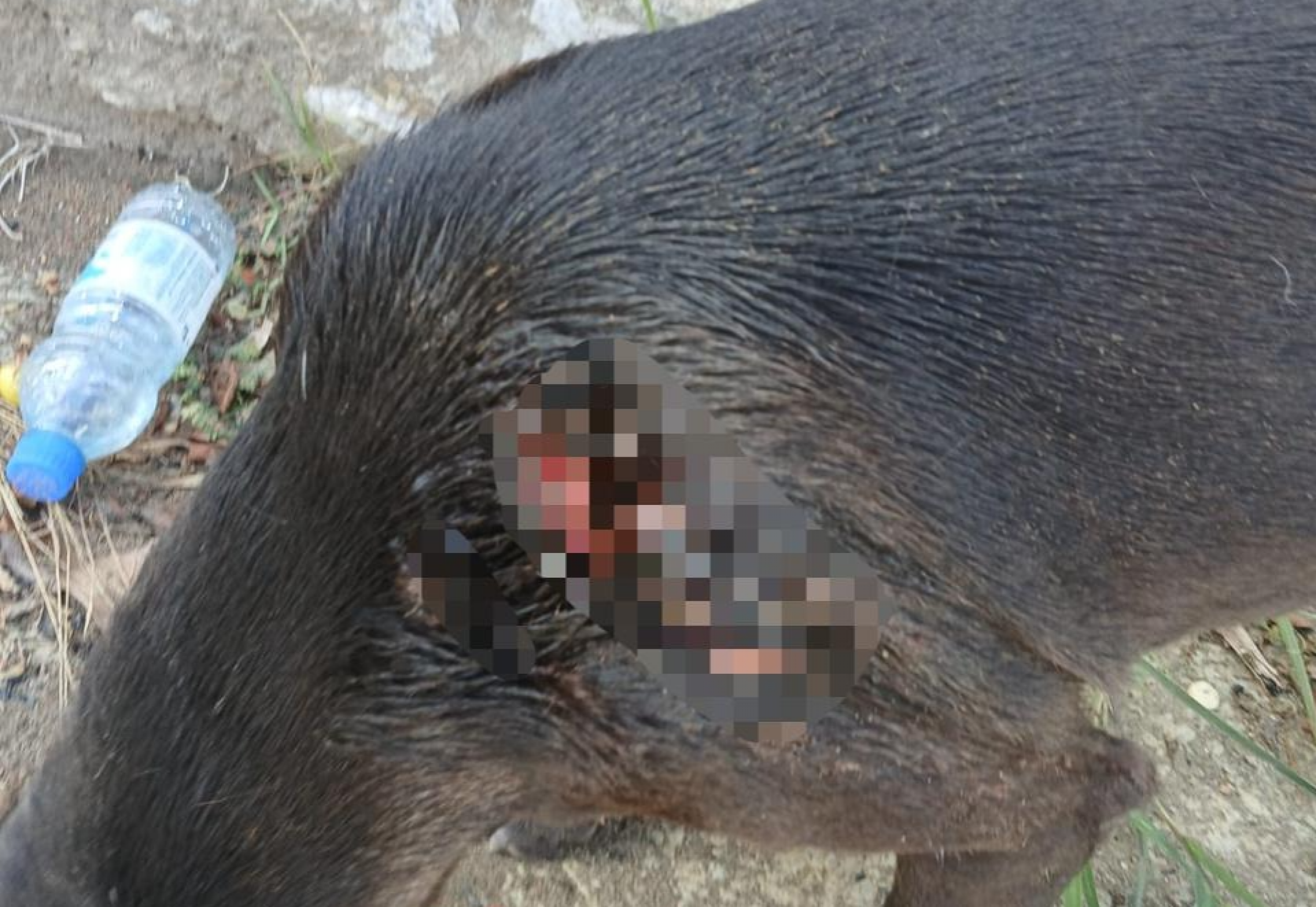 Cão comunitário é vítima de golpes de faca em condomínio de luxo em Maceió