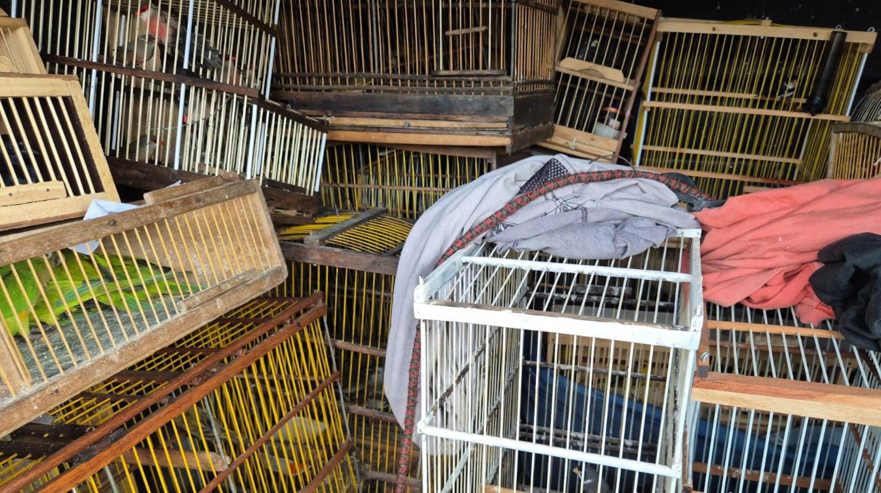 Megaoperação em Arapiraca apreende quase 700 animais silvestres e crustáceos