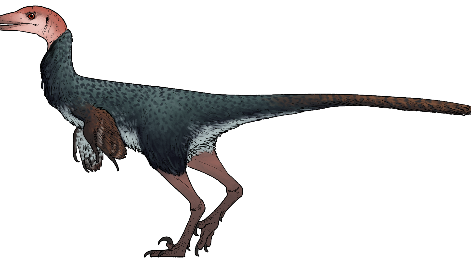 Nova espécie de dinossauro emplumado com crânio espesso é descoberta no México