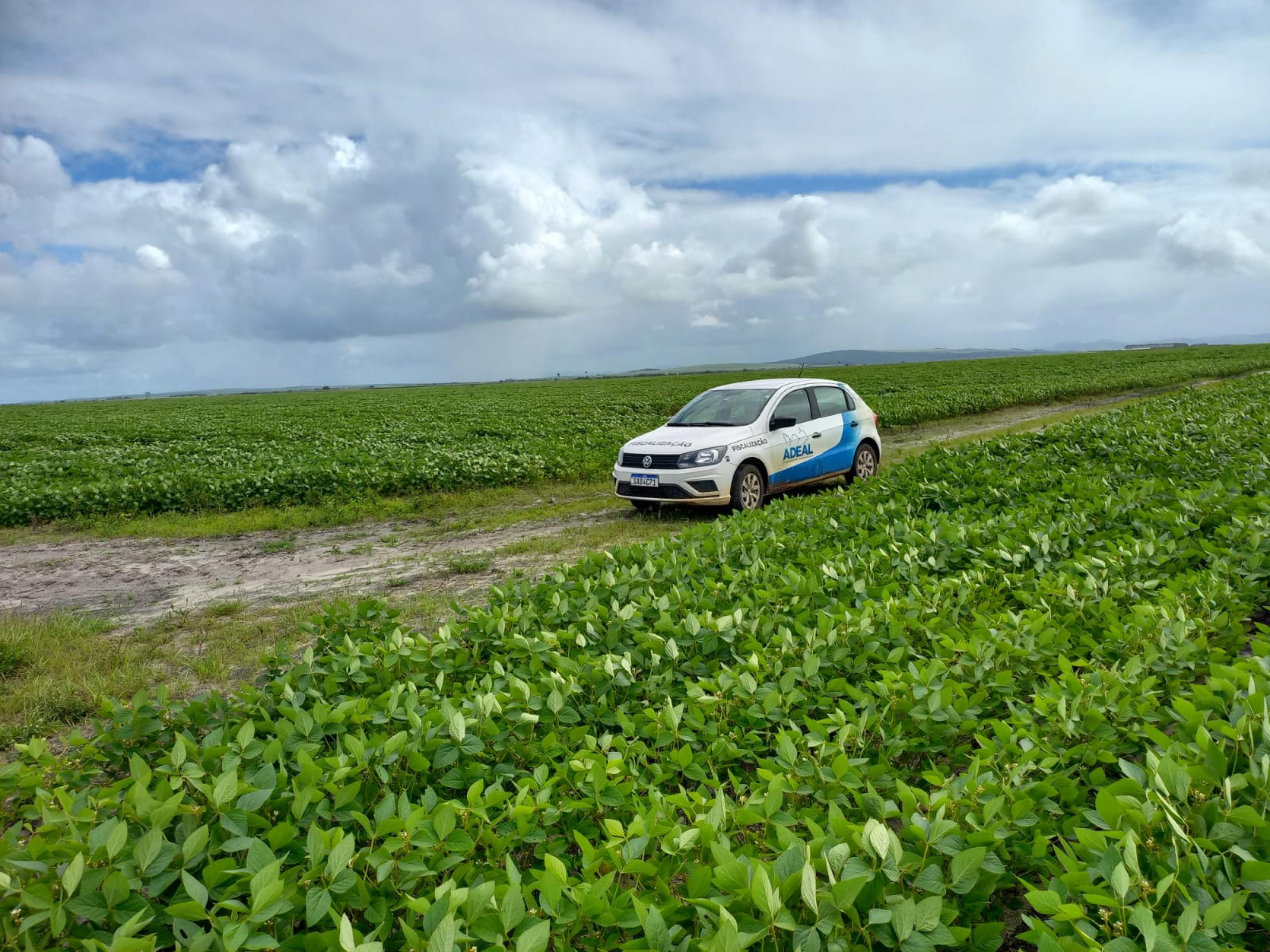 Calendário de semeadura da soja é aberto em Alagoas