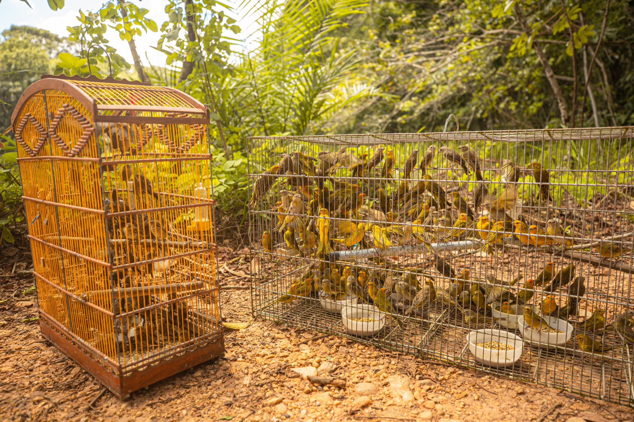 Pássaros vítimas de tráfico são devolvidos a natureza