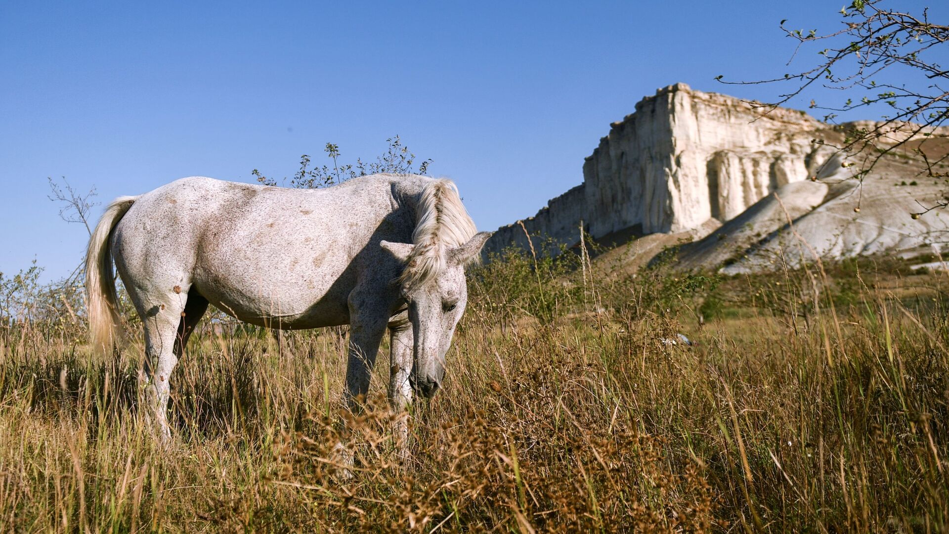 Placa dental da Idade do Ferro revela dieta dos citas, aponta estudo