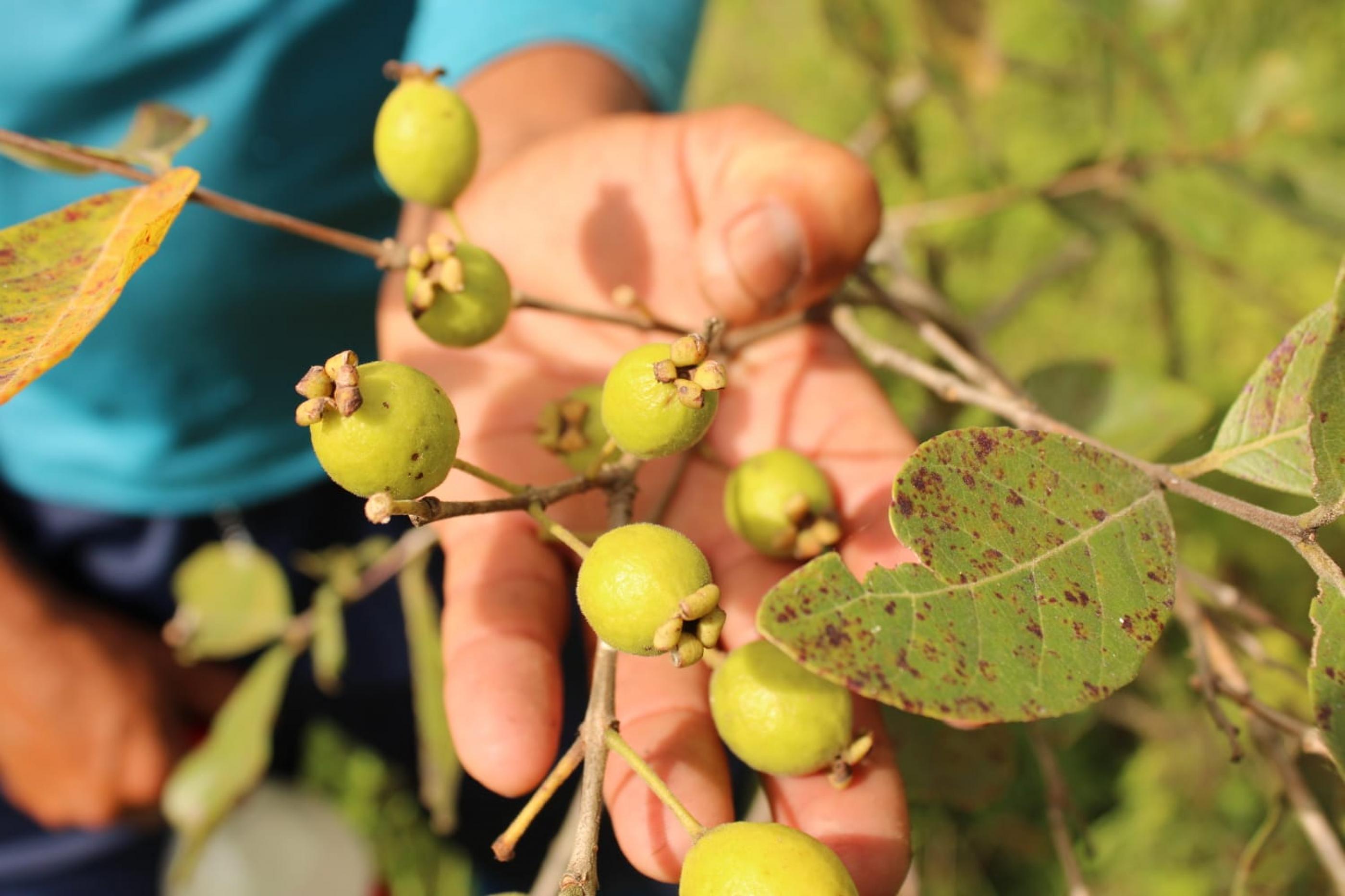 Pesquisa investiga relação entre os nomes dos alimentos e o consumo