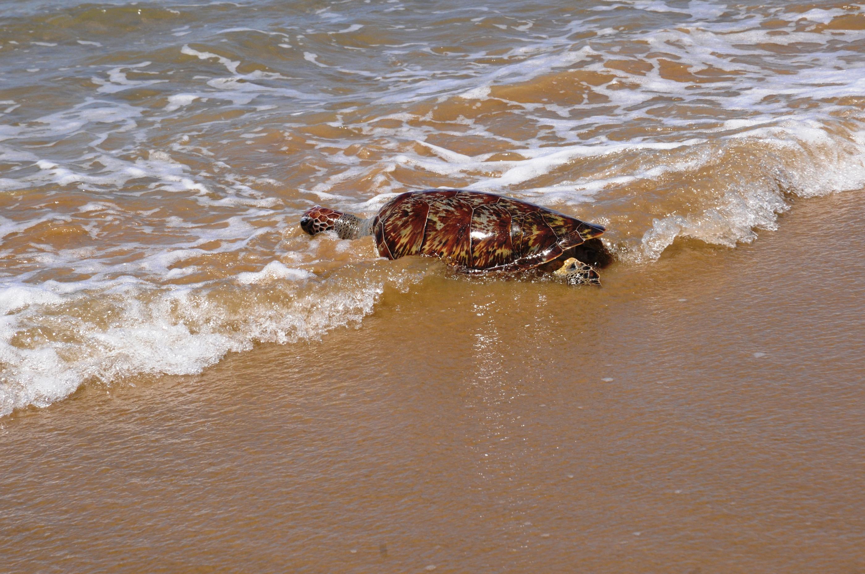 IMA alerta população sobre conduta ao encontrar peixes-boi e tartarugas nas praias de Alagoas