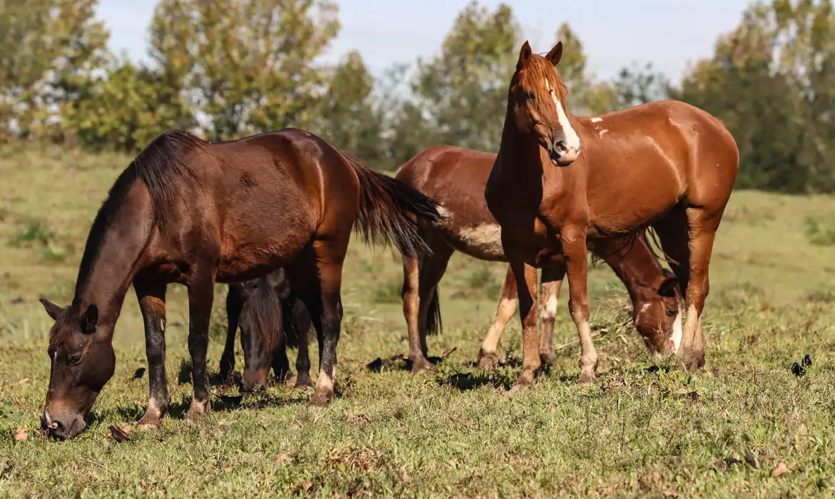 Após morte de cavalos, empresa admite composto tóxico em ração distribuída em Alagoas e outros estados