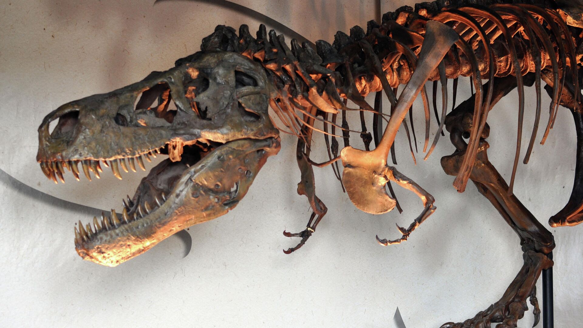 Pesquisadores encontram dente de tiranossauro cravado em crânio de animal