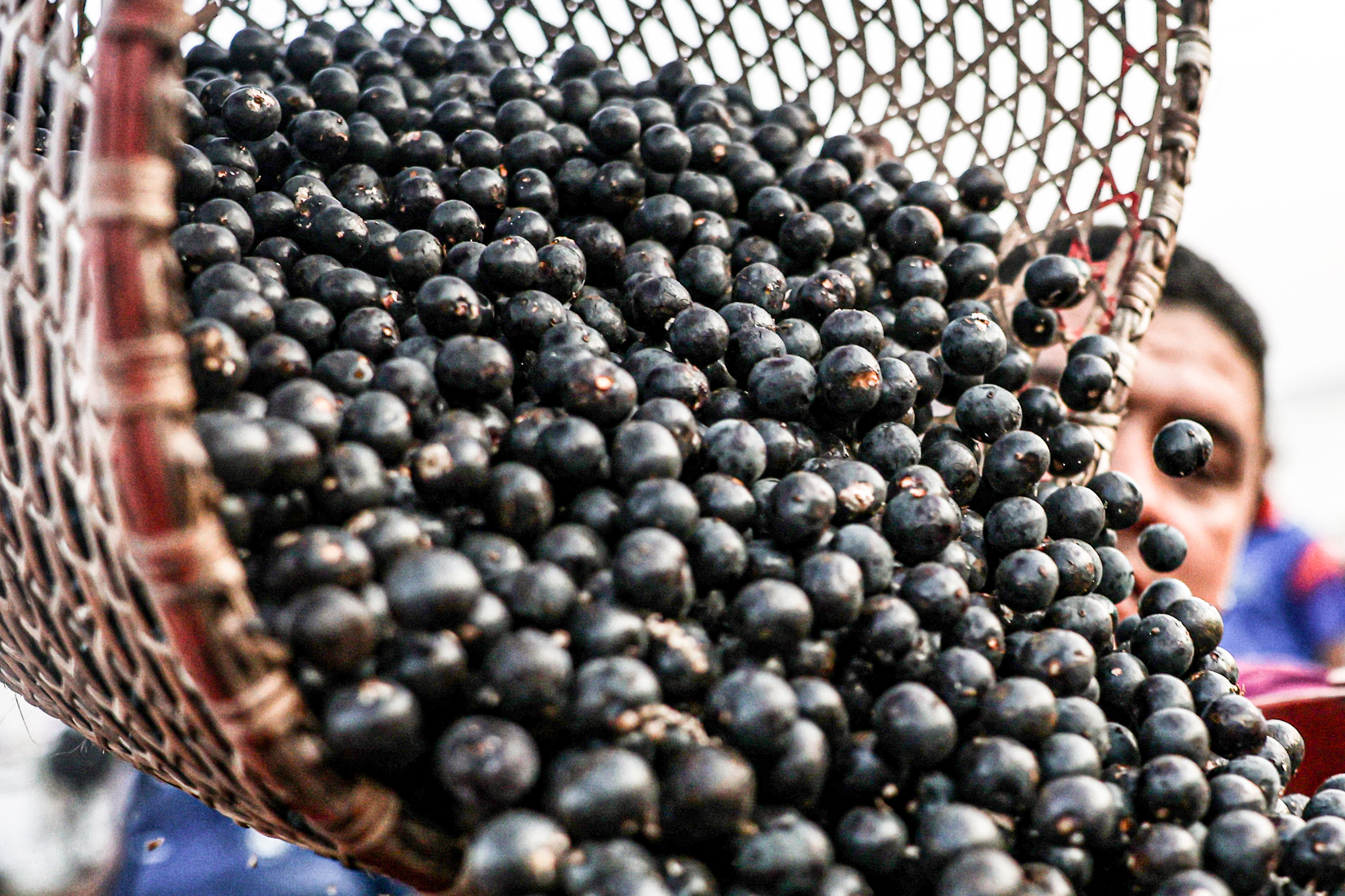 China facilita exportação de polpas e frutas congeladas brasileiras