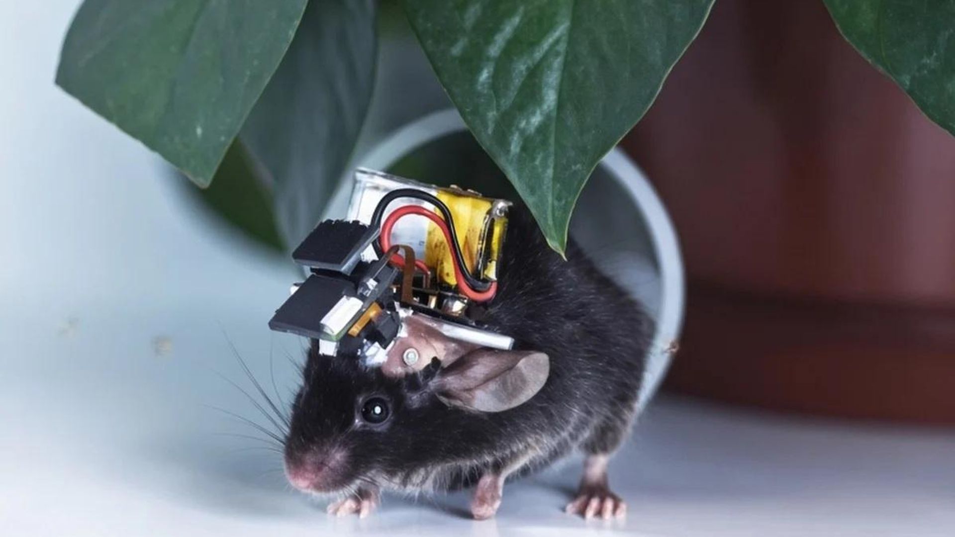 China cria monitor cerebral ultraleve que capta imagens de todo o córtex