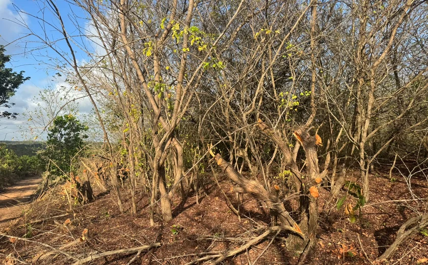 IMA/AL autua Norcon por destruição em Sítio Merenda da família Vieira