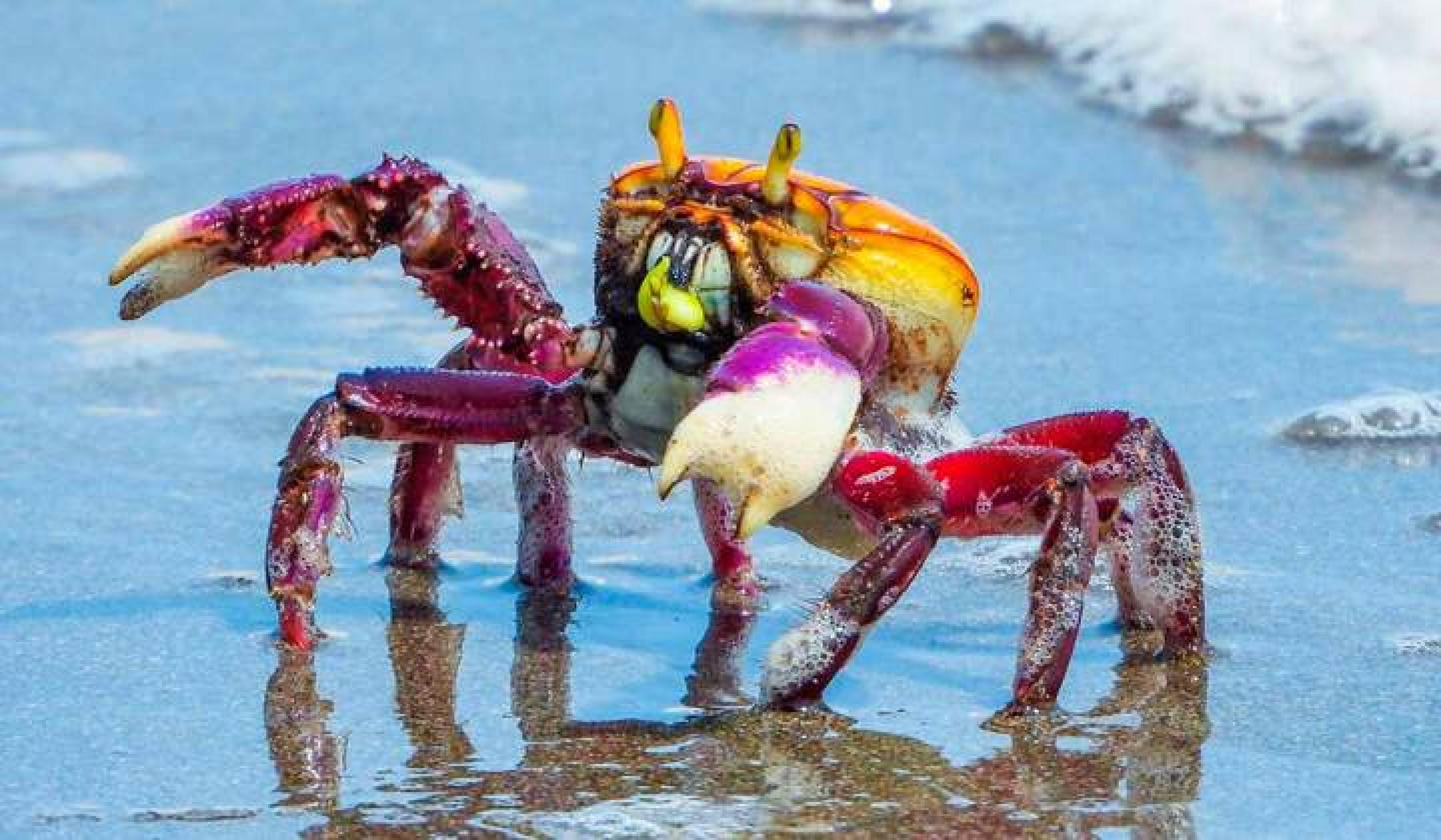 Defeso do caranguejo-uçá começa em Alagoas; captura e venda estão proibidas até abril